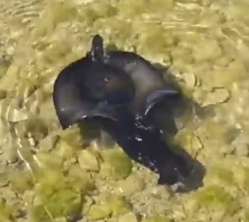 Poisson bizarre qui nage