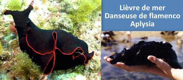 Poisson bizarre qui nage