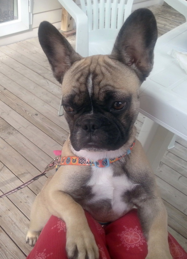 Aujourd'hui Louna a 6 mois, petit topo sur le bouledogue français. Aujourd'hui Louna a 6 mois, petit topo sur le bouledogue français.