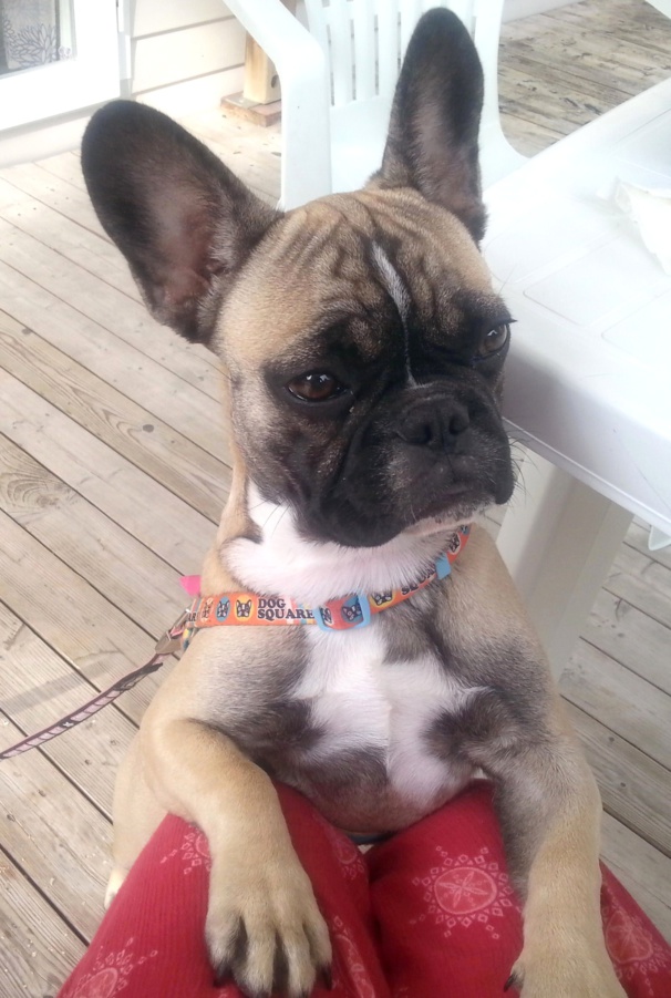 Aujourd'hui Louna a 6 mois, petit topo sur le bouledogue français. Aujourd'hui Louna a 6 mois, petit topo sur le bouledogue français.