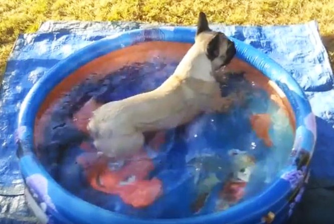 Baignades à volonté pour Louna, bouledogue français