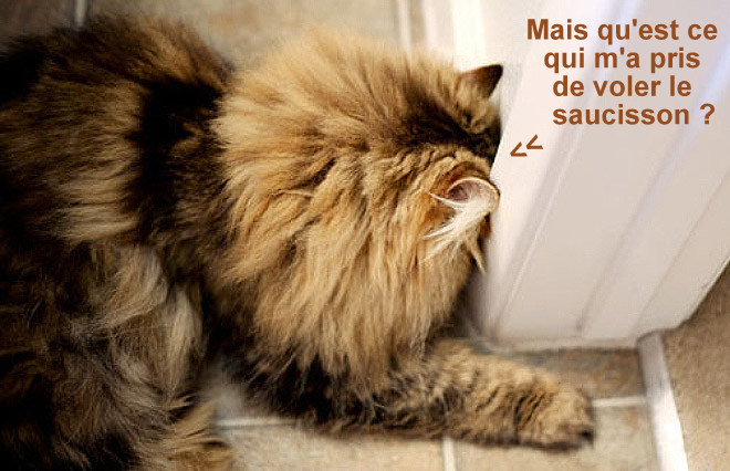 Chats fâchés qui boudent