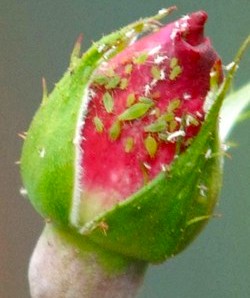 Trucs 100 % naturels pour avoir de beaux rosiers Trucs 100 % naturels pour avoir de beaux rosiers