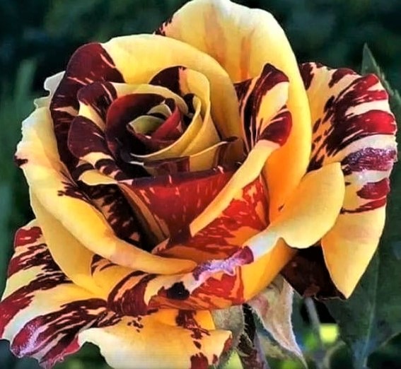 Trucs 100 % naturels pour avoir de beaux rosiers Trucs 100 % naturels pour avoir de beaux rosiers