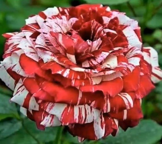 Trucs 100 % naturels pour avoir de beaux rosiers Trucs 100 % naturels pour avoir de beaux rosiers