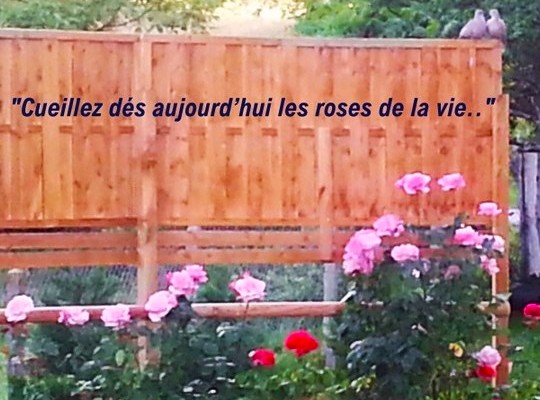 Trucs 100 % naturels pour avoir de beaux rosiers