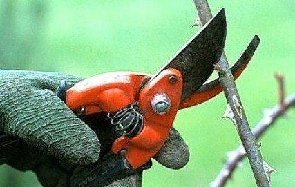 Trucs 100 % naturels pour avoir de beaux rosiers Trucs 100 % naturels pour avoir de beaux rosiers