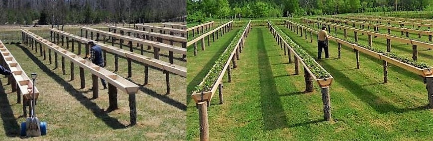 Idées plantations fraisiers