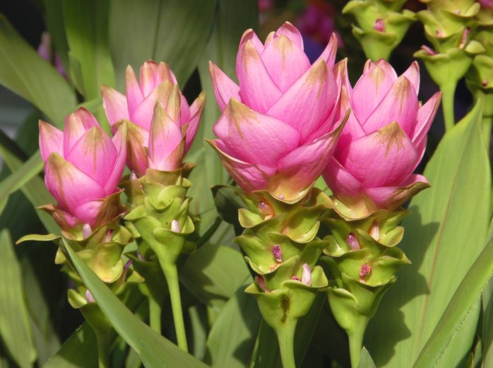 Le Curcuma : antioxydant, anti-inflammatoire, anti-tumoral.
