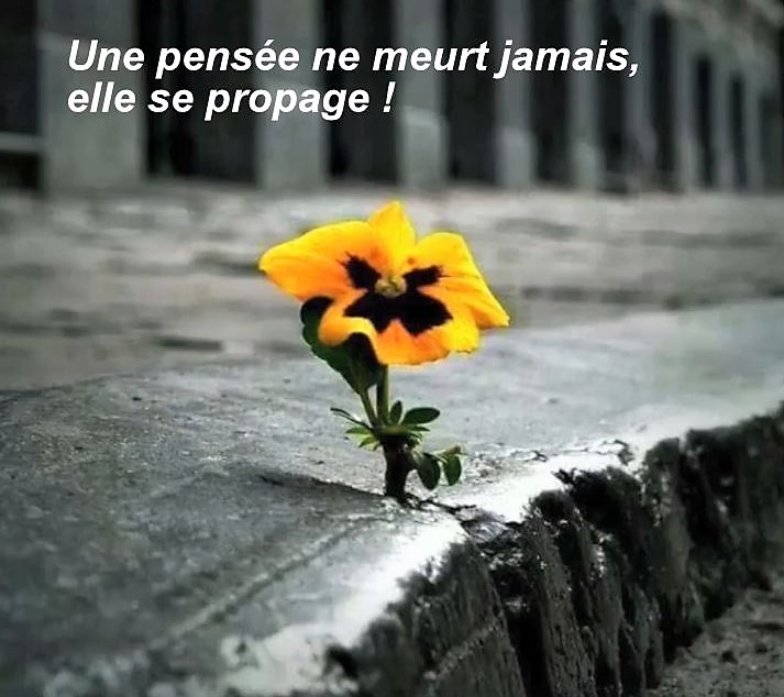 Pensées, réflexions et citations sarcastiques Pensées, réflexions et citations sarcastiques