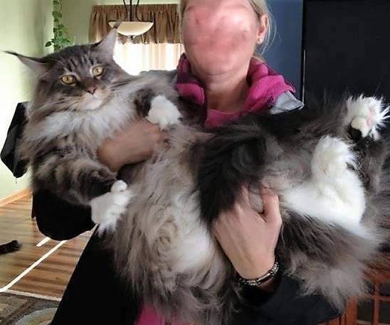 Les 10 chats les plus gros du Net !