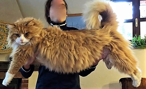 Les 10 chats les plus gros du Net !