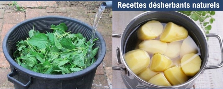 Fabriquer un insecticide Bio 100 % naturel Fabriquer un insecticide Bio 100 % naturel