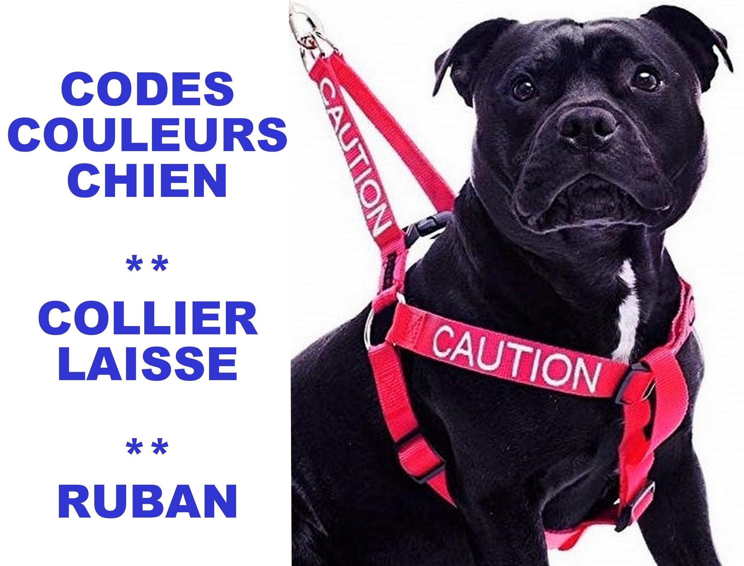 Code couleur pour chien, collier, laisse et ruban. Code couleur pour chien, collier, laisse et ruban.