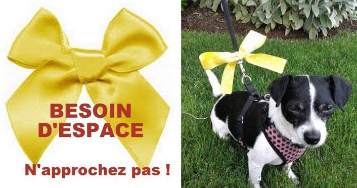 Code couleur pour chien, collier, laisse et ruban.