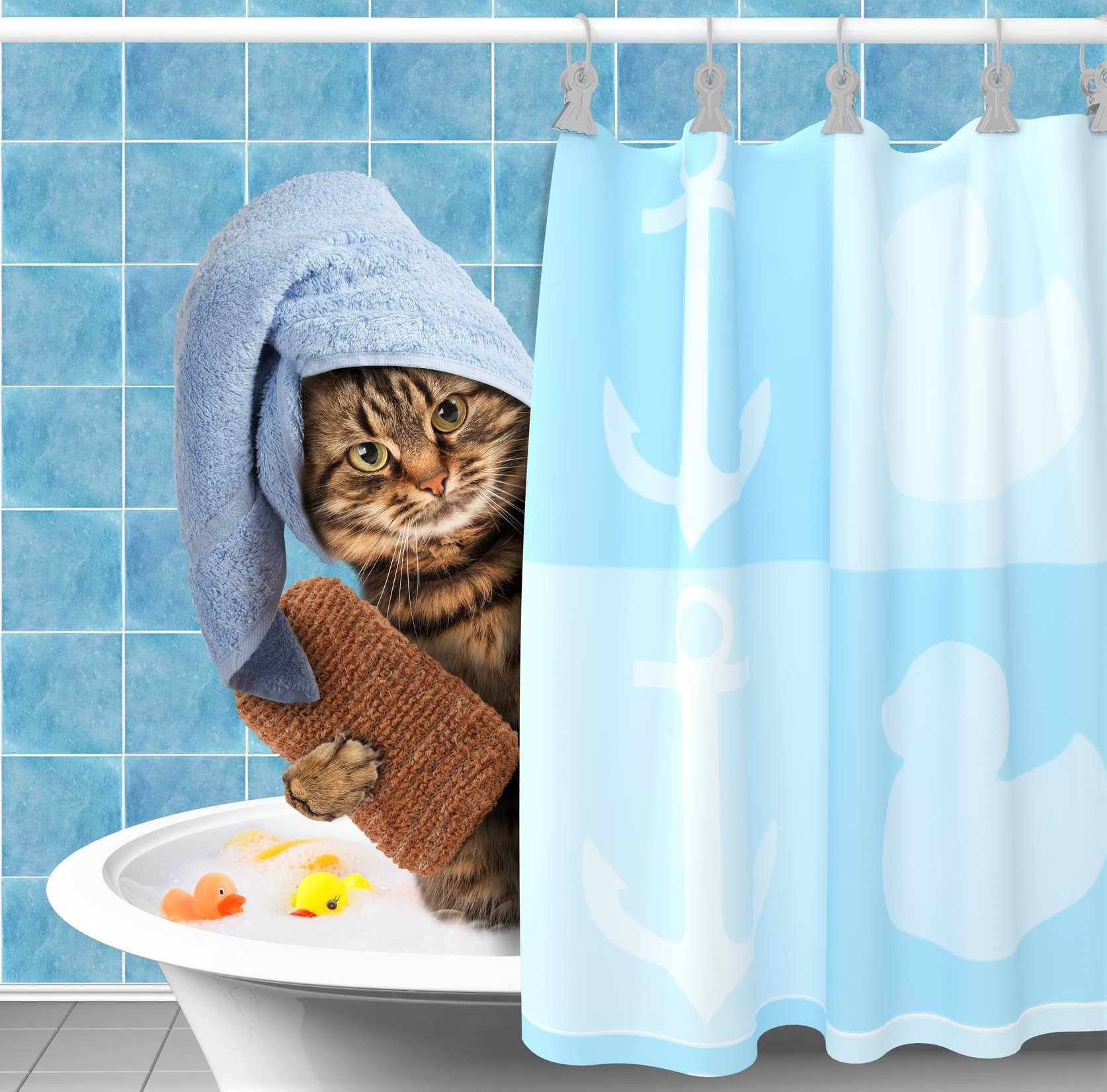 Comment laver un chat ?