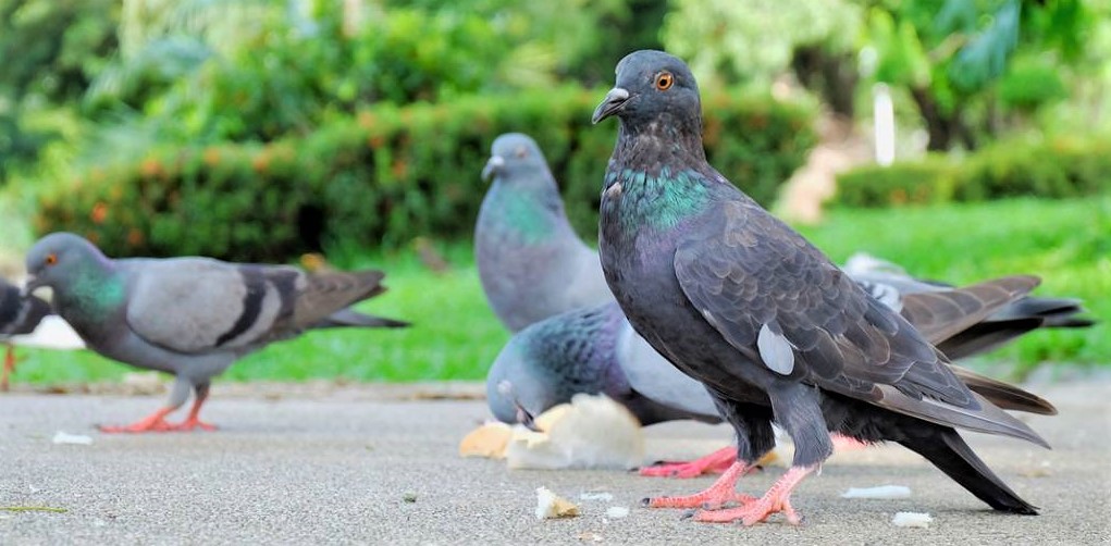 Et si le pigeon était finalement plus intelligent que nous ?