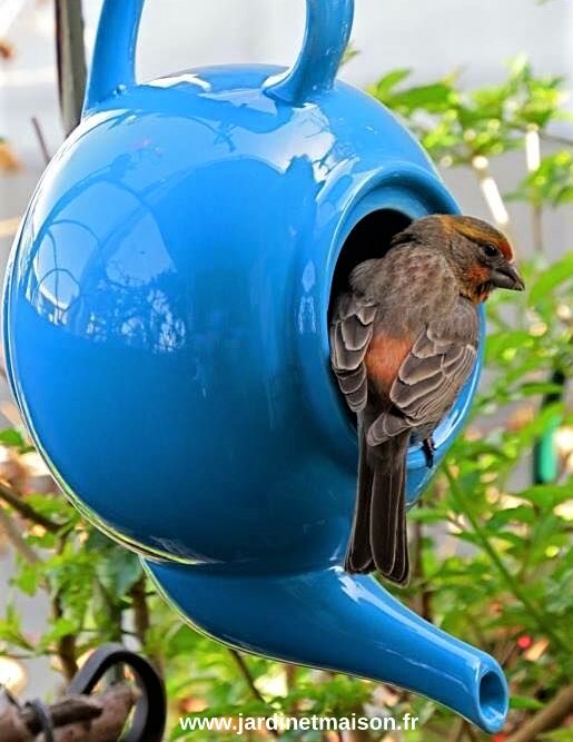 Faire un abri pour oiseaux avec une théière !