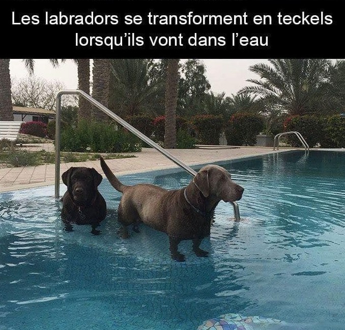 "Hey...t'as pas l'impression qu'on a rapetisser..?"