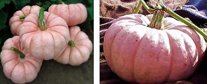 Les curiosités du jardin !