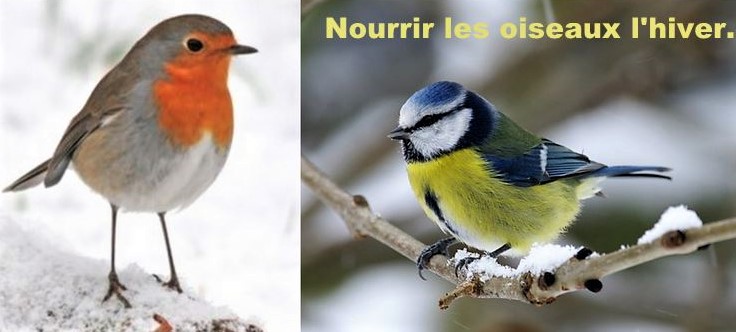 Comment nourrir les oiseaux pendant l'hiver