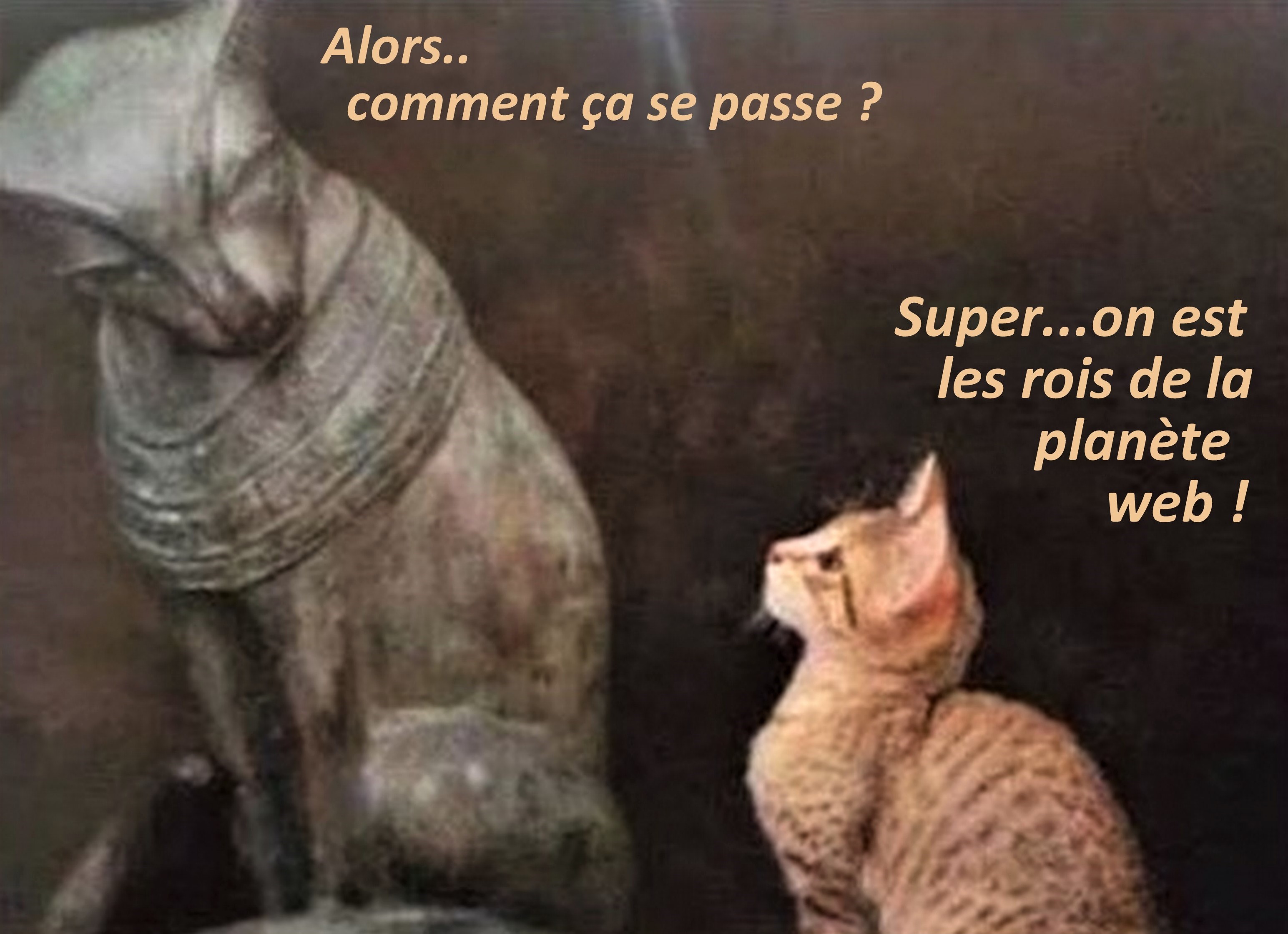 Photos animaux drôles avec légendes humoristiques