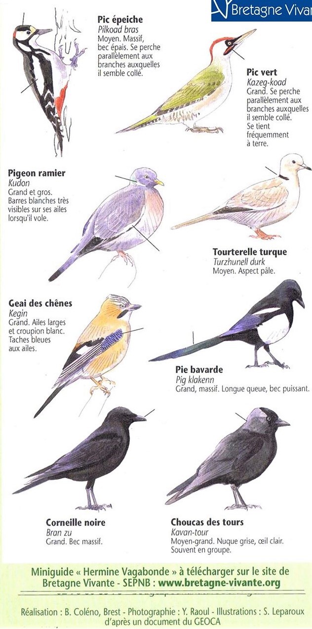 Reconnaître les oiseaux du jardin
