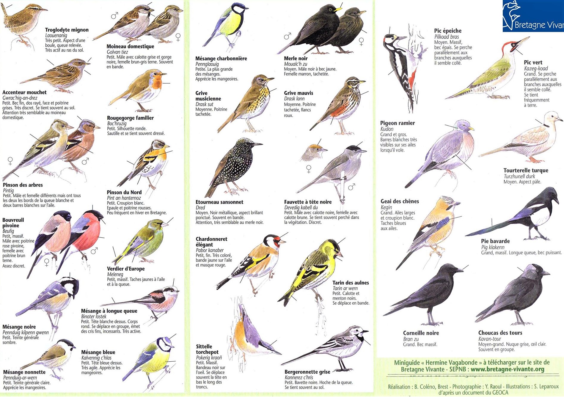 Reconnaître les oiseaux du jardin