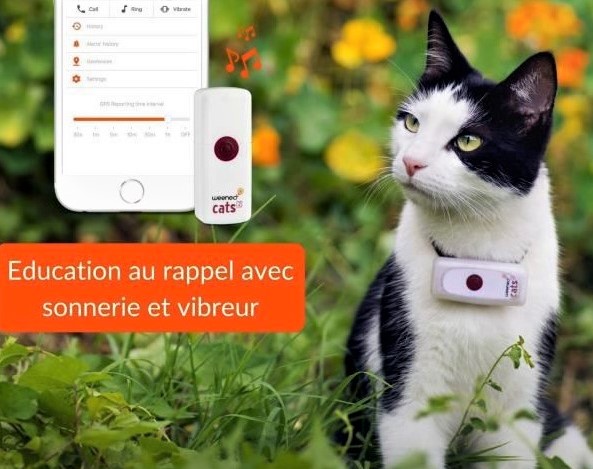 Collier traceur GPS pour chat