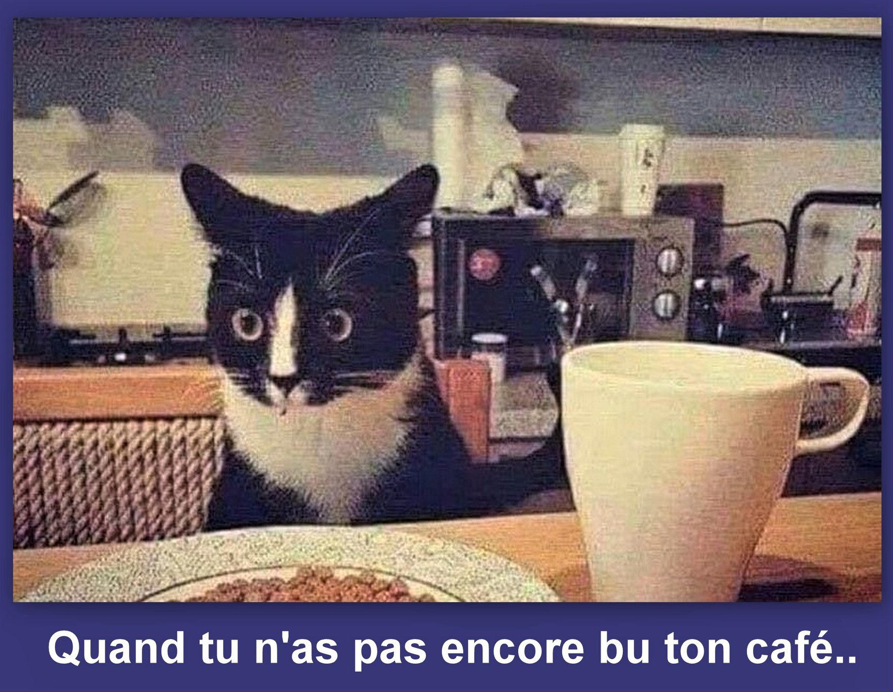 Humour Photos montages animaux