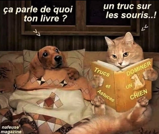 Humour Photos montages animaux