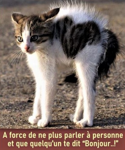 Humour Photos montages animaux