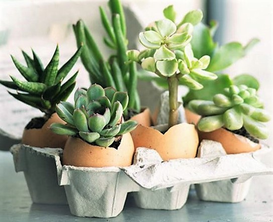 Idées récup et rangement en boites à oeufs Idées récup et rangement en boites à oeufs