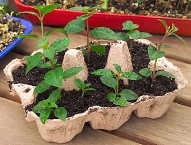 Idées récup et rangement en boites à oeufs Idées récup et rangement en boites à oeufs