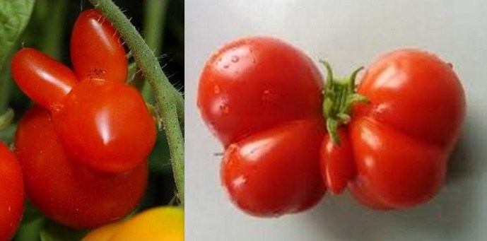 Fruits et légumes aux formes insolites  Fruits et légumes, Fruits, Jardin  de légumes