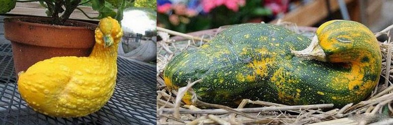 Fruits et légumes originaux formes "animaux"