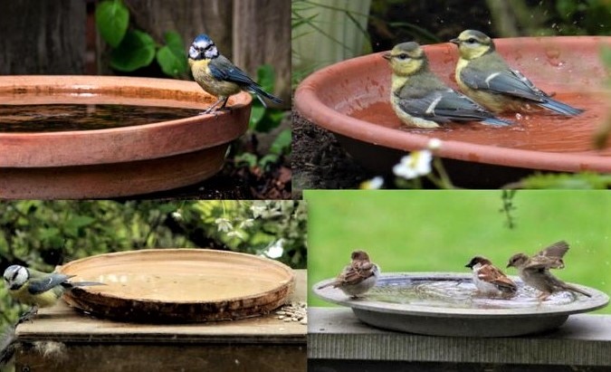 Modèles et idées pour faire un abreuvoir pour oiseaux