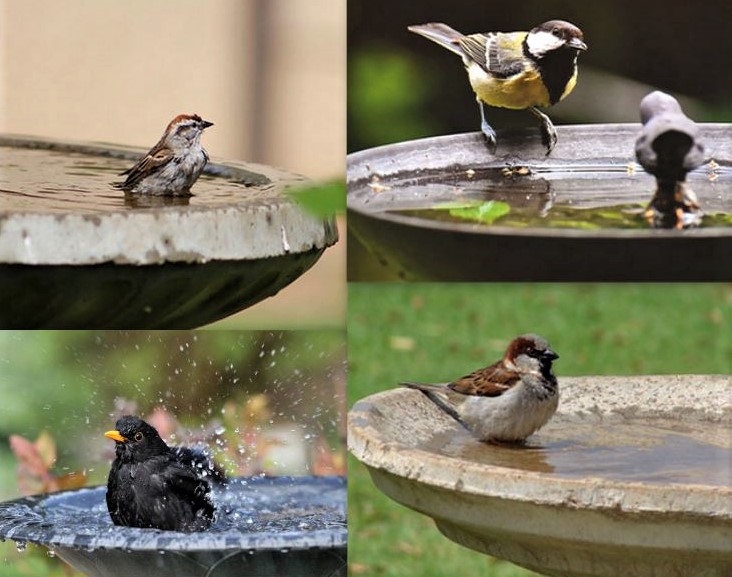 Modèles et idées pour faire un abreuvoir pour oiseaux
