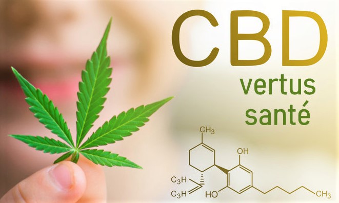 Les fleurs CBD : quelles vertus sur la santé ?