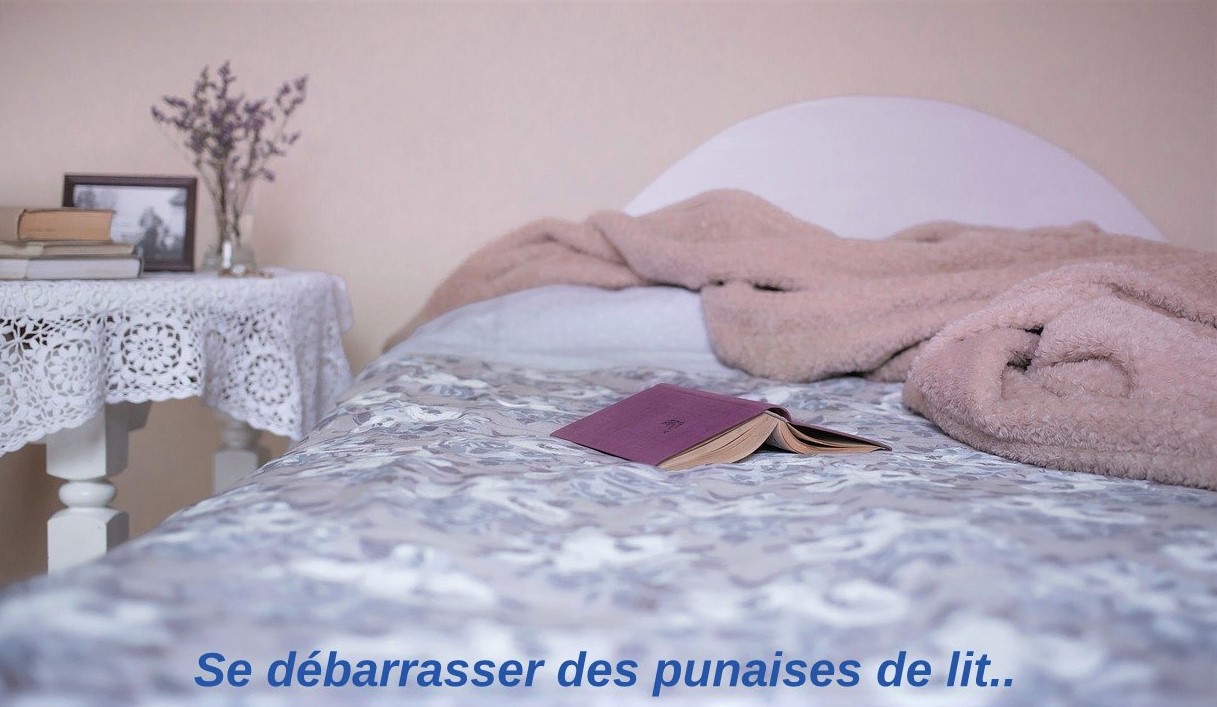 Insectes dans votre chambre : suivez le guide