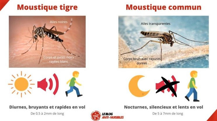 Insectes dans votre chambre : suivez le guide