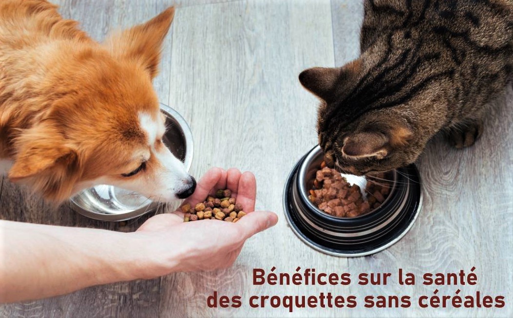 Quels sont les bénéfices de l'alimentation sans céréales pour les animaux domestiques