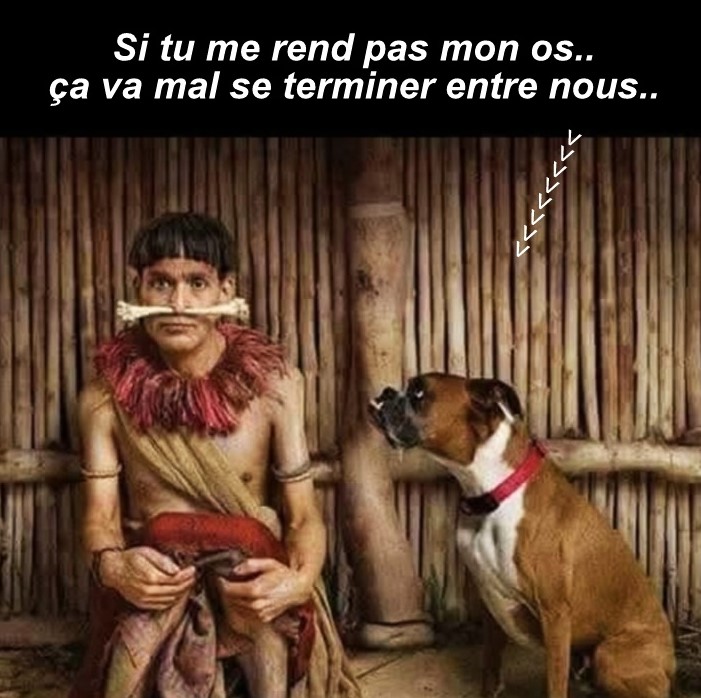 10 photos drôles chats et chiens