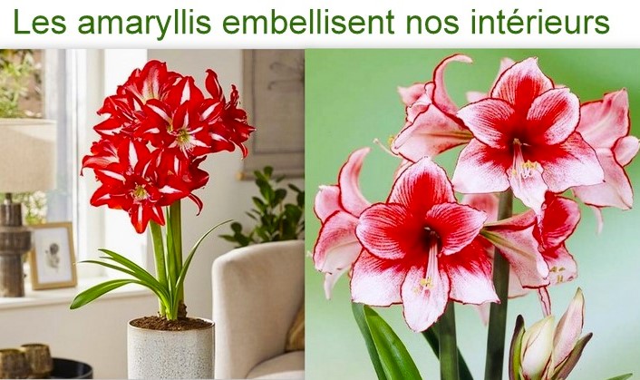 Tout savoir sur les amaryllis