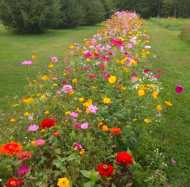 6 astuces pratiques pour le jardin