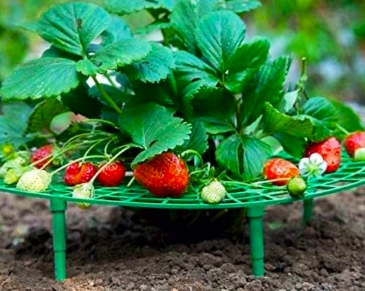 6 astuces pratiques pour le jardin