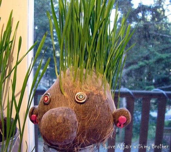 Tutoriels plantations têtes aux cheveux en herbe