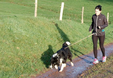 Ceinture + laisse canicross 1er prix, pour course à pied avec chien et  canicross