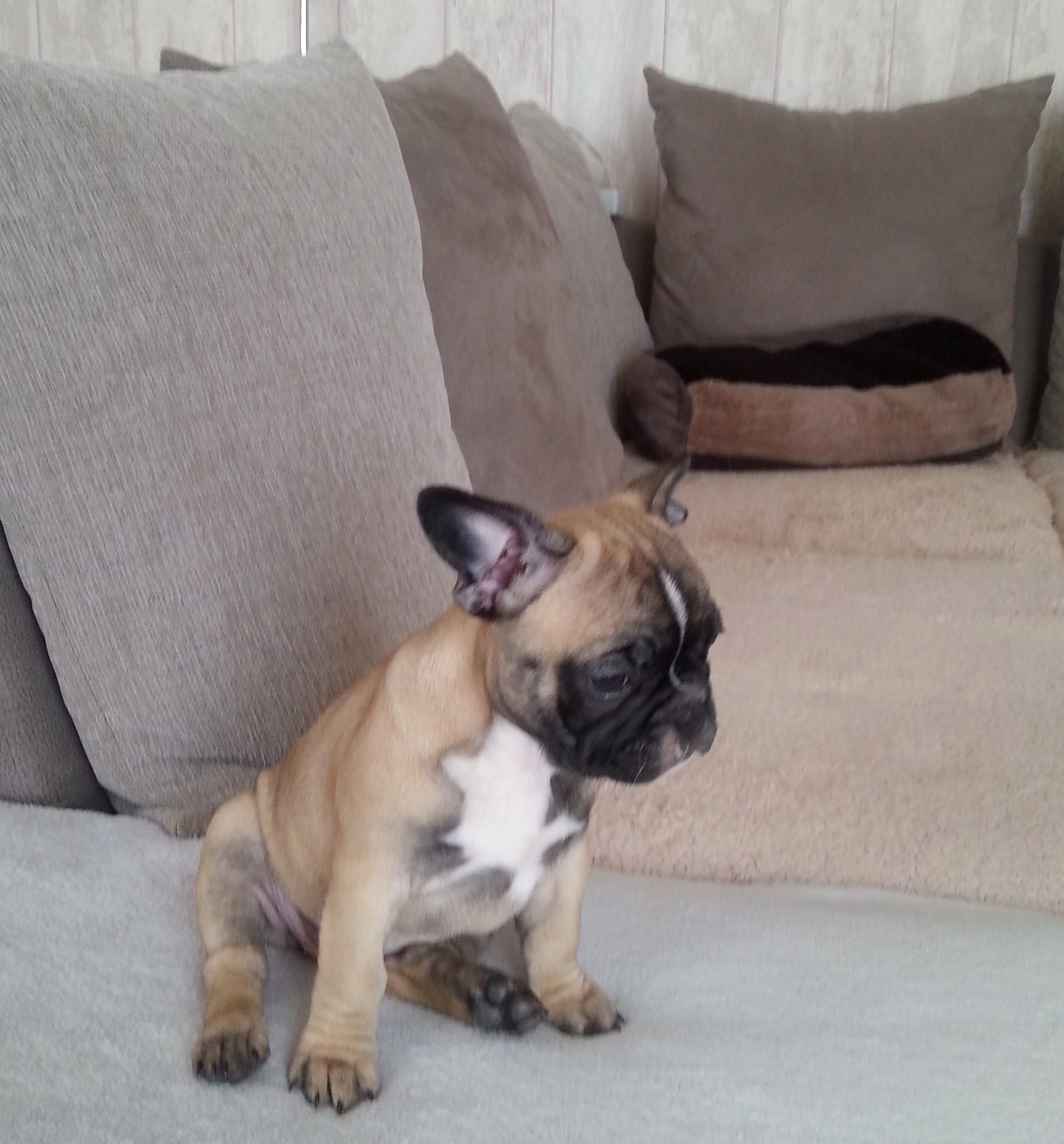 Louna Bouledogue Francais Couleur Fauve Masque Noir Louna Bouledogue Francais Couleur Fauve Masque Noir