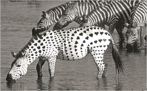 Téléchargement gratuit Images Humour Images Droles Photos Droles Insolite Nafeuse Magazine le plus cool par